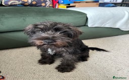 Miniature Schnauzer dogs for sale: Lovely KC Mini Schnauzer 4 months Fully Vaccinated - Image 18