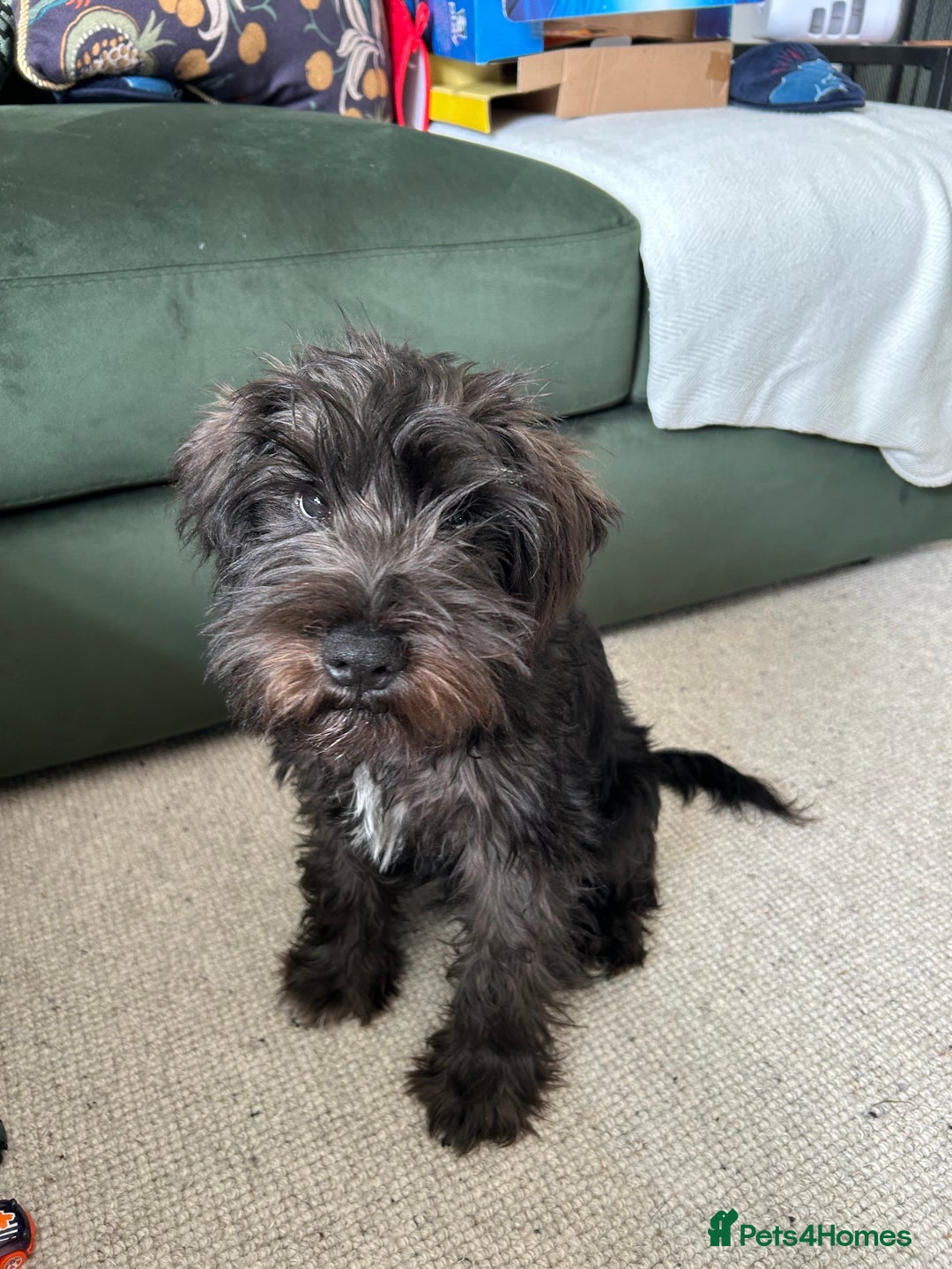 Miniature Schnauzer dogs for sale: Lovely KC Mini Schnauzer 4 months Fully Vaccinated - Image 18