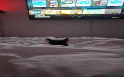 Mixed Breed cats for sale: Loving home needed for Chloe - Image 4