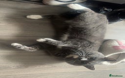 British Shorthair cats for sale: British Shorthair Kittens  - Image 7