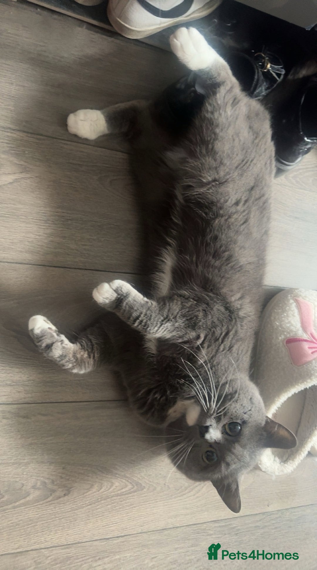 British Shorthair cats for sale: British Shorthair Kittens  - Image 7