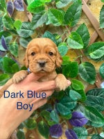 Cocker Spaniel dogs - Advert 5