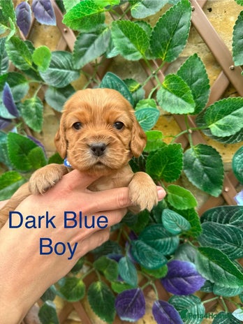 Cocker Spaniel dogs - Advert 3