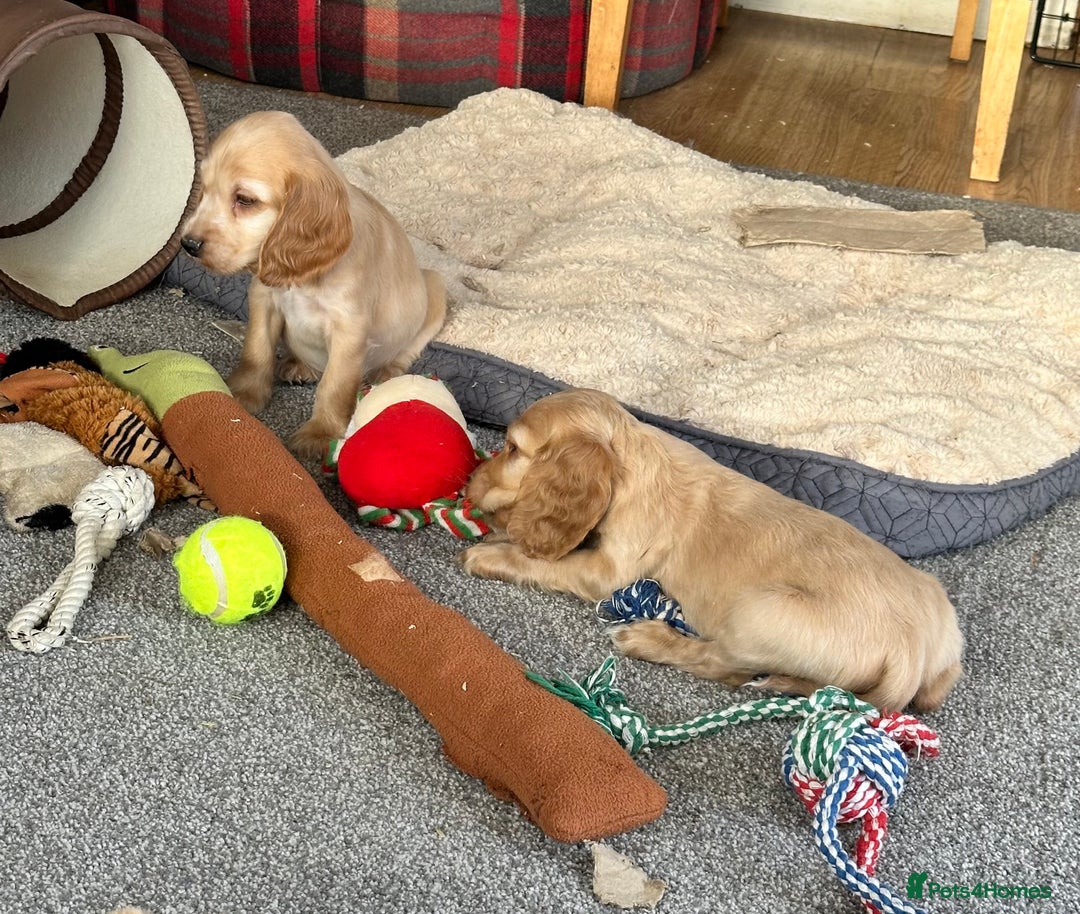 Cocker Spaniel dogs for sale: Beautiful gold cocker puppies - Image 25