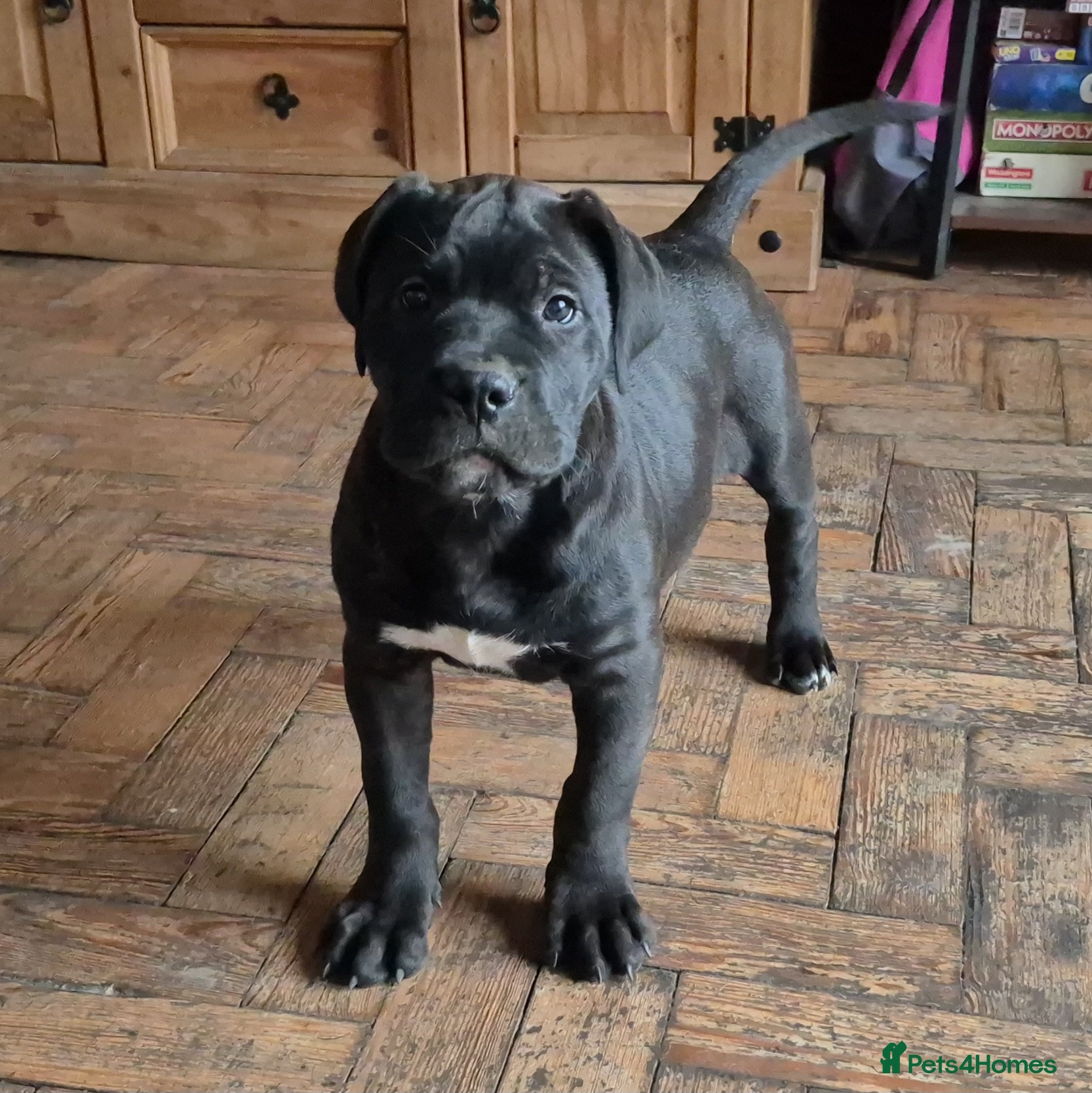 Mixed Breed dogs ** READY ** 2 left - Advert 14