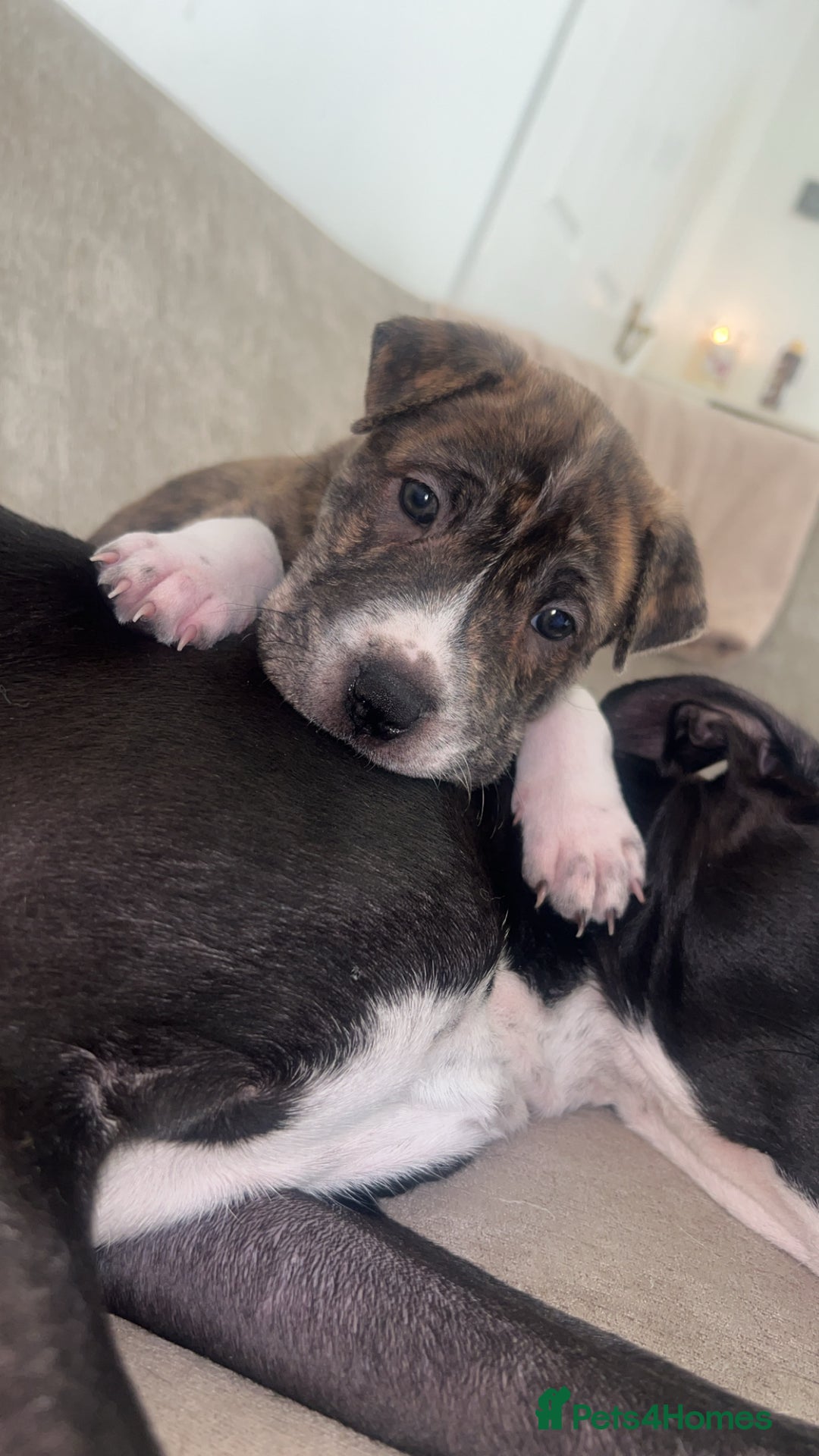 Mixed Breed dogs for sale: Shar pei cross girls  - Image 7