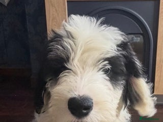 Mixed Breed dogs Ready Now 1 x Sheepadoodle Puppy Female Cardiff - Advert 5