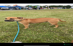 Staffordshire Bull Terrier dogs for sale: 1 puppy left Outstanding dual breeding  - Image 16