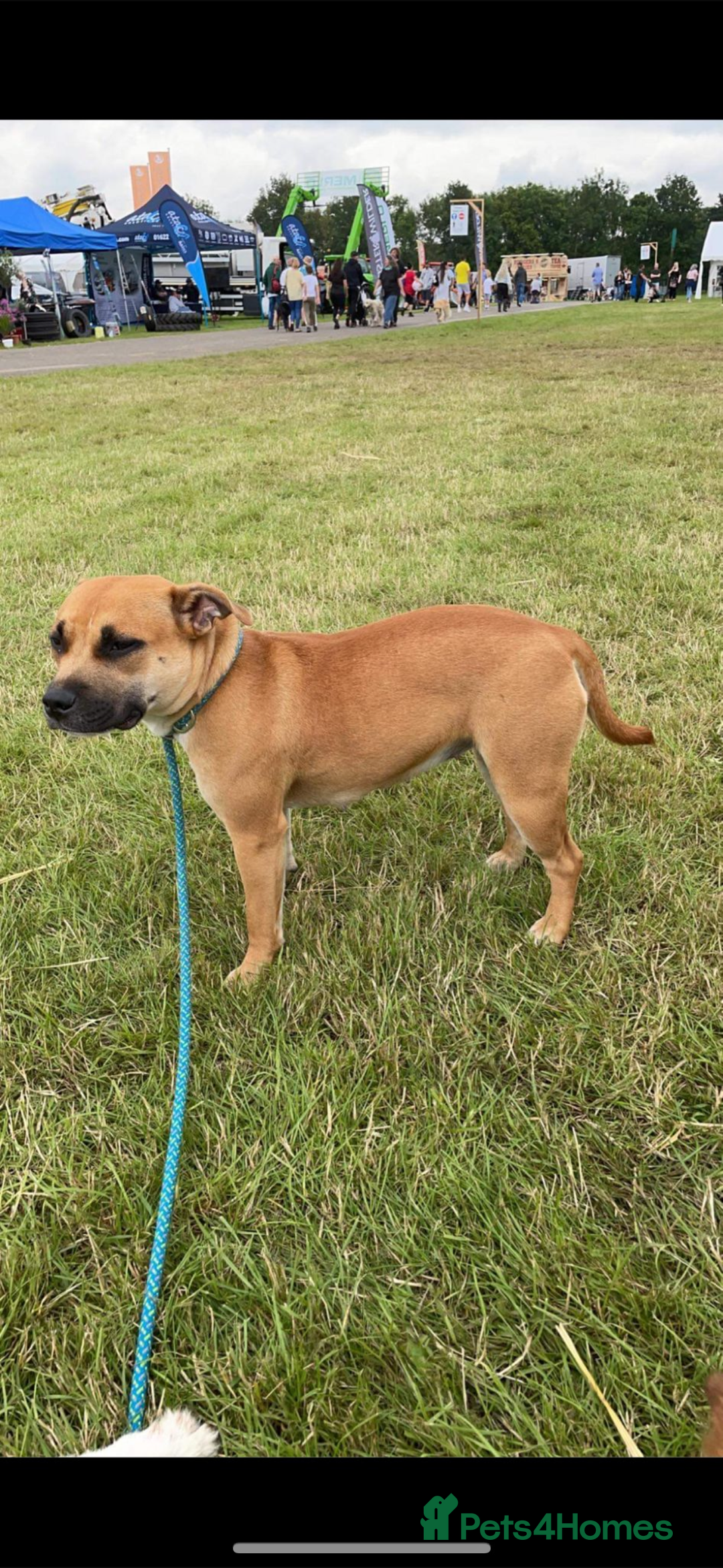 Staffordshire Bull Terrier dogs for sale: 1 puppy left Outstanding dual breeding  - Image 16