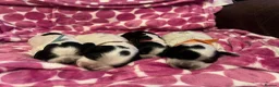 Cocker Spaniel dogs for sale: Working cocker spaniel puppies blue roan  - Advert 17