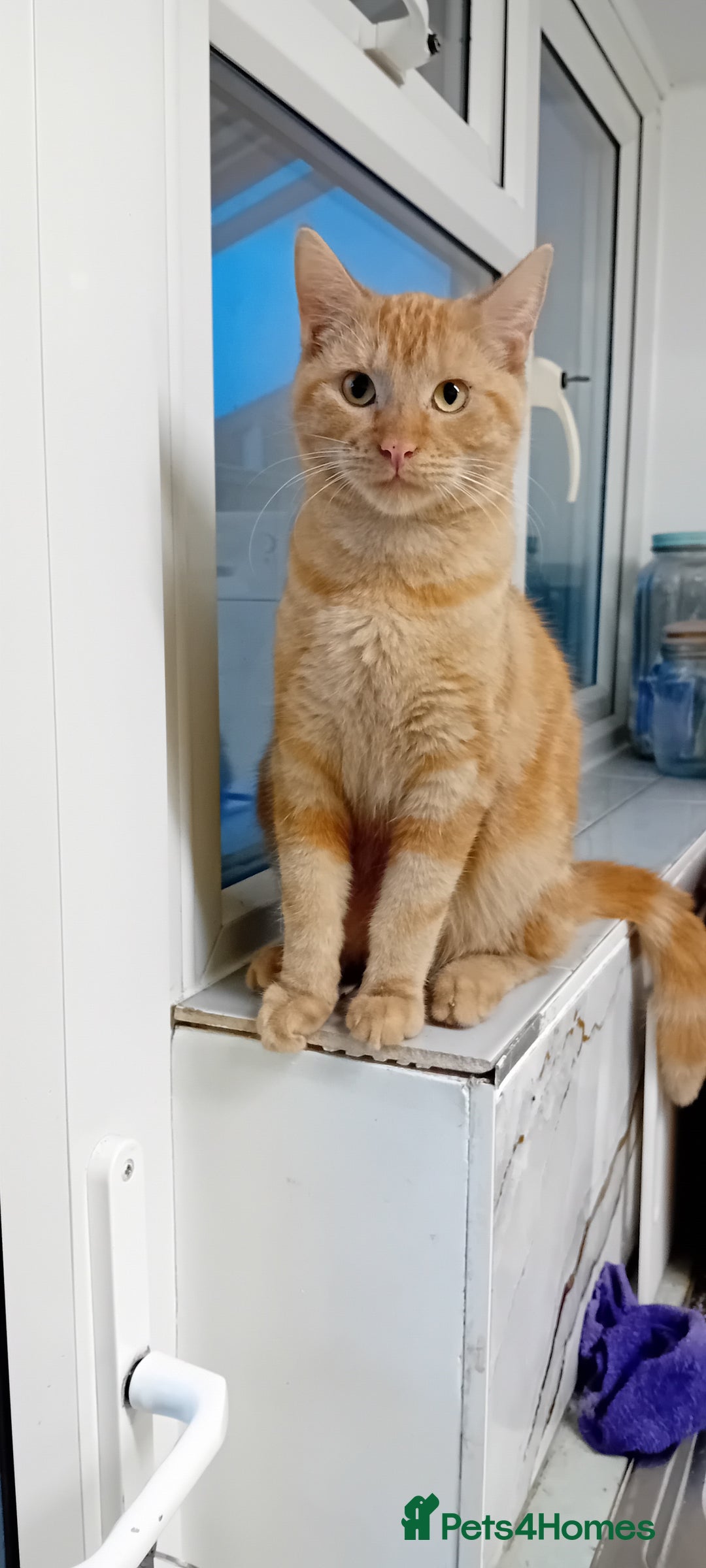 Mixed Breed cats for sale: Ginger kitten! - Advert 8