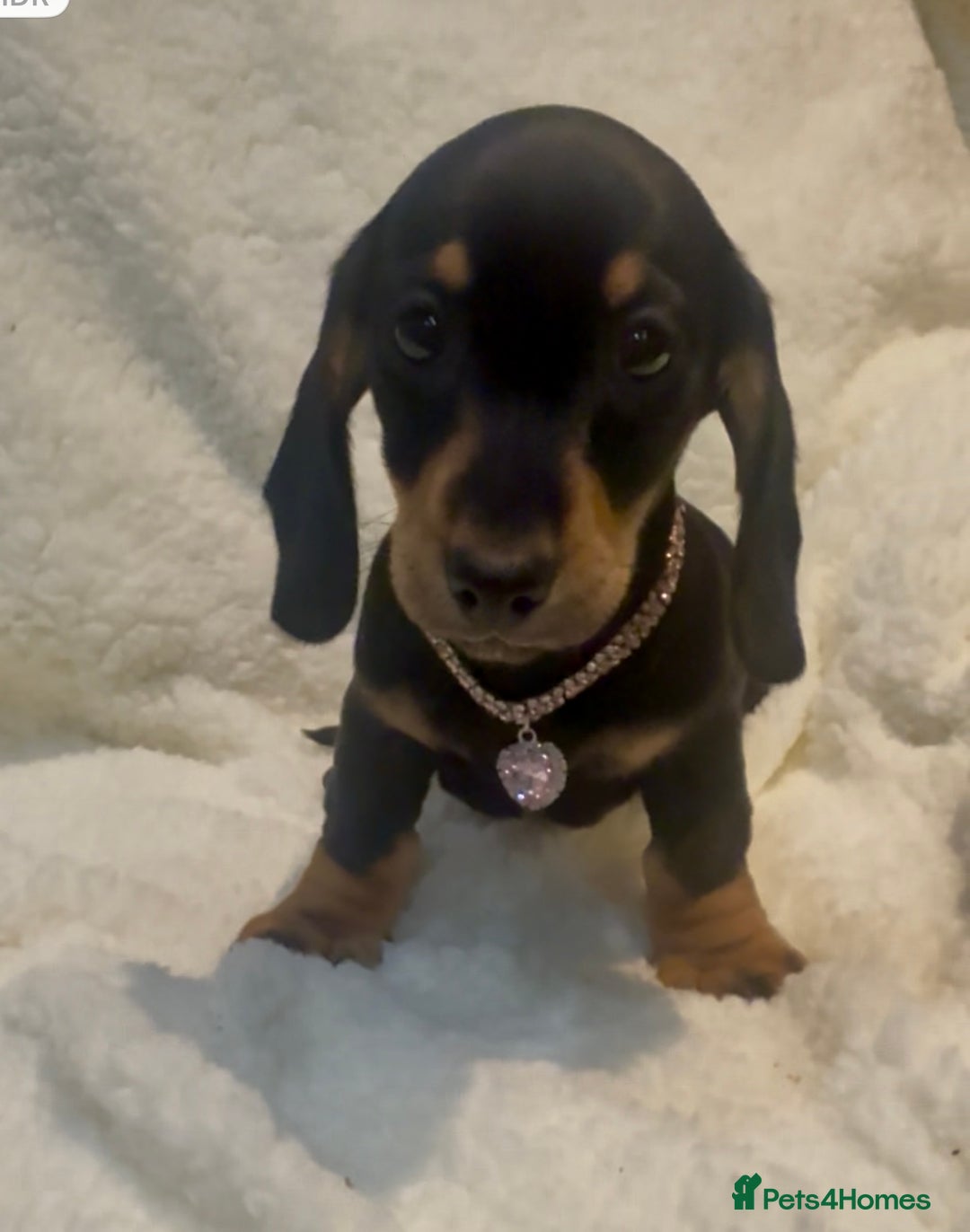 Dachshund dogs for sale: Kc registered miniature smooth daschunds  - Advert 8