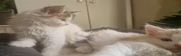 Mixed Breed cats for sale: mix Mainecoon - 1female- 1male - Advert 5