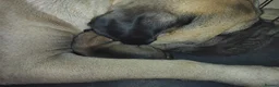 Bullmastiff dogs for sale: 🐾🐶KC BULLMASTIFF PUPPIES🐶🐾 in Wednesbury - Advert 3