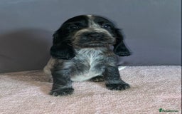 Cocker Spaniel dogs for sale: Outstanding KC Show Cockers 🐾 - Image 14