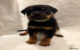 Rottweiler dogs for sale: ROTTWEILER PUPPIES. KC REG. - Advert 28