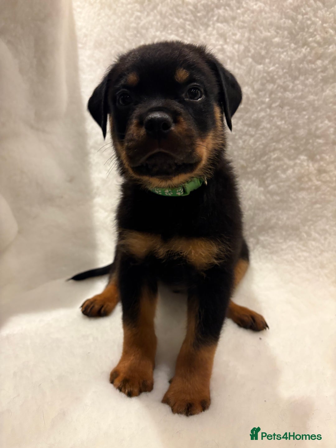 Rottweiler dogs for sale: ROTTWEILER PUPPIES. KC REG. - Advert 28