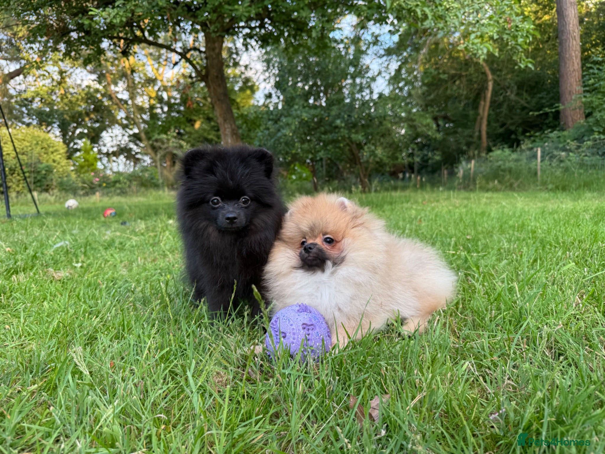 Pomeranian dogs  Teddy Bear Pomeranian Puppies - Advert 3