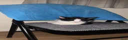 Domestic Shorthair cats for sale: Mishmish looking for a loving home - Advert 1