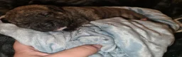 Mixed Breed dogs for sale: American bull staffy pups - Advert 2