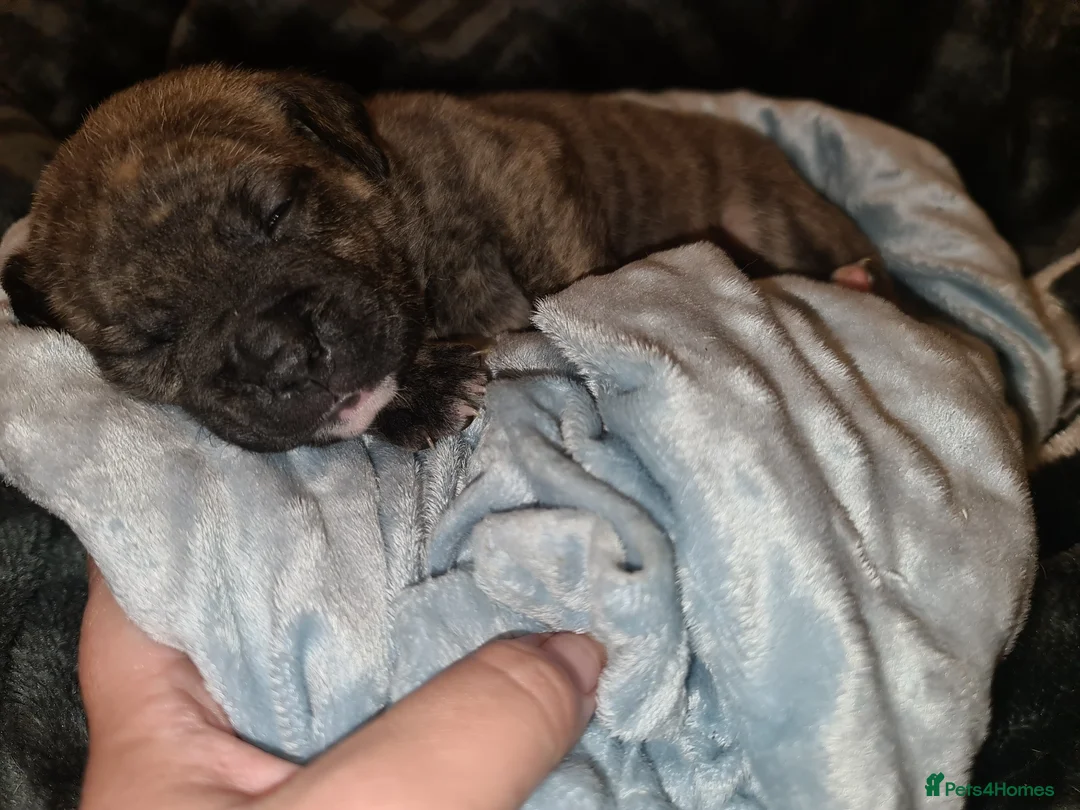 Mixed Breed dogs for sale: American bull staffy pups - Advert 2