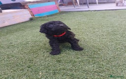 Labradoodle dogs for sale: Miniature Labradooles - Image 5