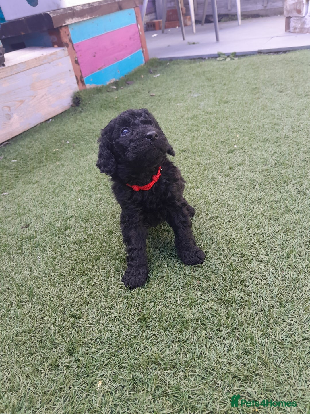Labradoodle dogs for sale: Miniature Labradooles - Image 5