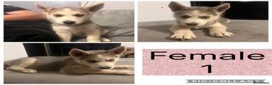 Shepsky 4