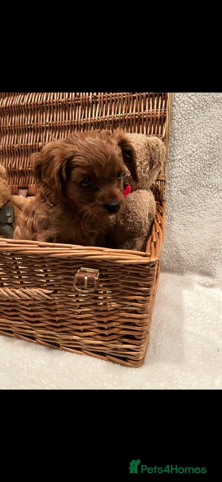 Cavalier King Charles Spaniel dogs Cavalier King Charles Spanial - Advert 1