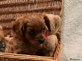 Cavalier King Charles Spaniel dogs Cavalier King Charles Spanial - Advert 1