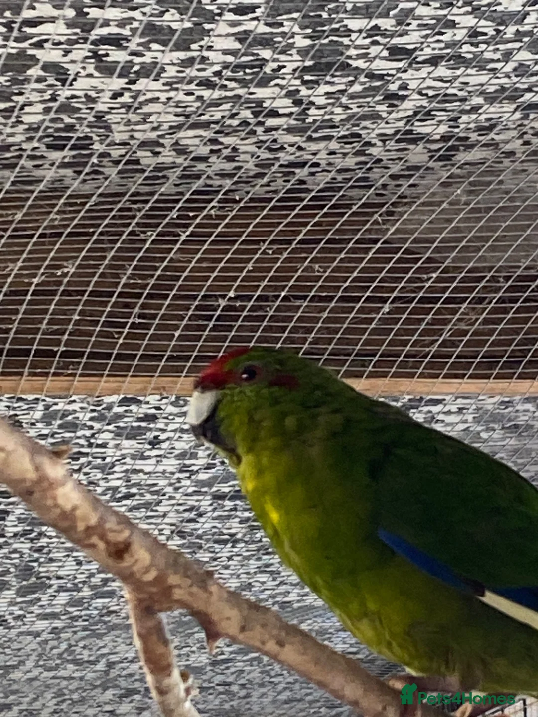 Parakeets birds for sale: Kakarki not sexed - Advert 2