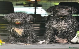 Portuguese Water Dog dogs for sale: ARTSEADOG KC registered Pure Portuguese Waterdogs - Image 14