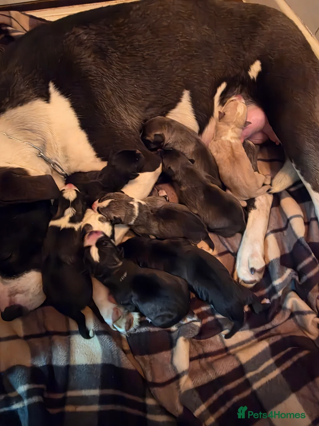 Mixed Breed dogs for sale: Siberian husky puppies  - Advert 10