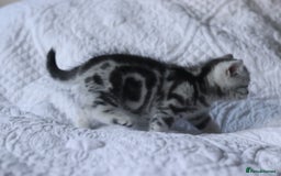 British Shorthair cats for sale: GCCF British Shorthair Silver Kittens - Advert 9