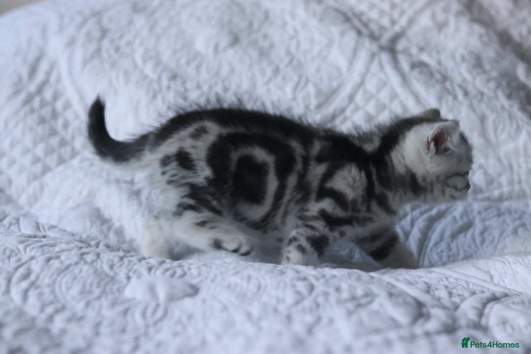 British Shorthair cats for sale: GCCF British Shorthair Silver Kittens - Advert 9