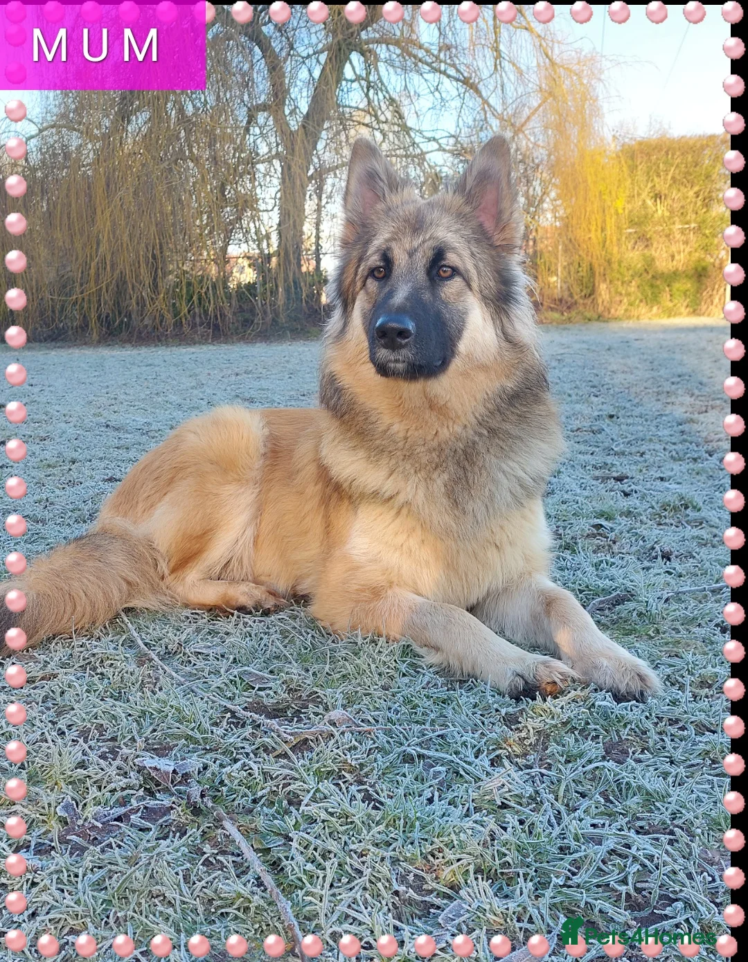 German Shepherd dogs for sale: German shephered puppys 4 boys 2 girls - Advert 6