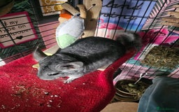 Chinchilla rodents for sale: Lovely sister chinchillas - Image 7