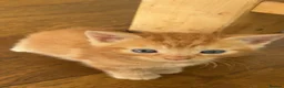 British Shorthair cats for sale: Kittens for sale - Advert 3