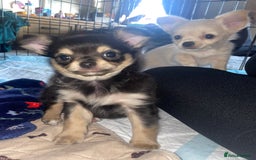 Chihuahua dogs for sale: 🐾Long haired chihuahua pups🐾2 boys💙💙1 girl💜 - Image 3