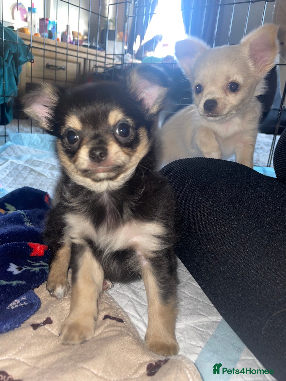 Chihuahua dogs for sale: 🐾Long haired chihuahua pups🐾2 boys💙💙1 girl💜 - Image 3