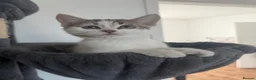 Domestic Shorthair cats for sale: 🐱 Loving kitten Looking for a New Home 🏡 - Advert 5