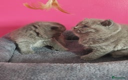 British Shorthair cats for sale: Stunning Teddy bear BSH kittens  GCCF  - Image 8