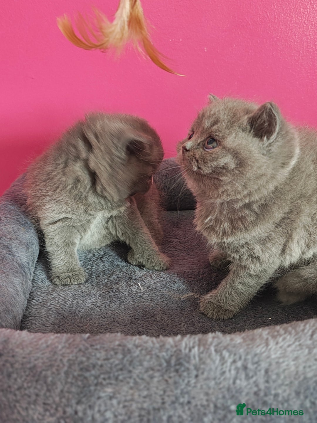 British Shorthair cats for sale: Stunning Teddy bear BSH kittens  GCCF  - Image 8