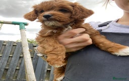 Cockapoo dogs for sale: 3 Cockapoochon puppies available  - Image 3