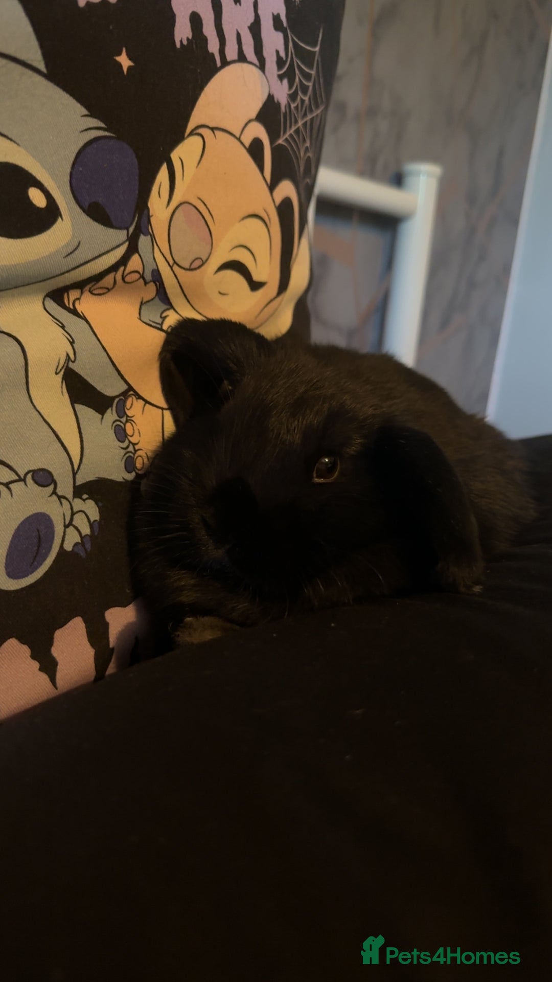 Mini Lop rabbits for sale: Mini lop black - Advert 1