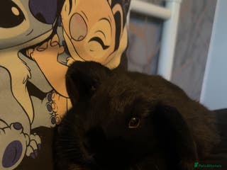 Mini Lop rabbits Mini lop black - Advert 2