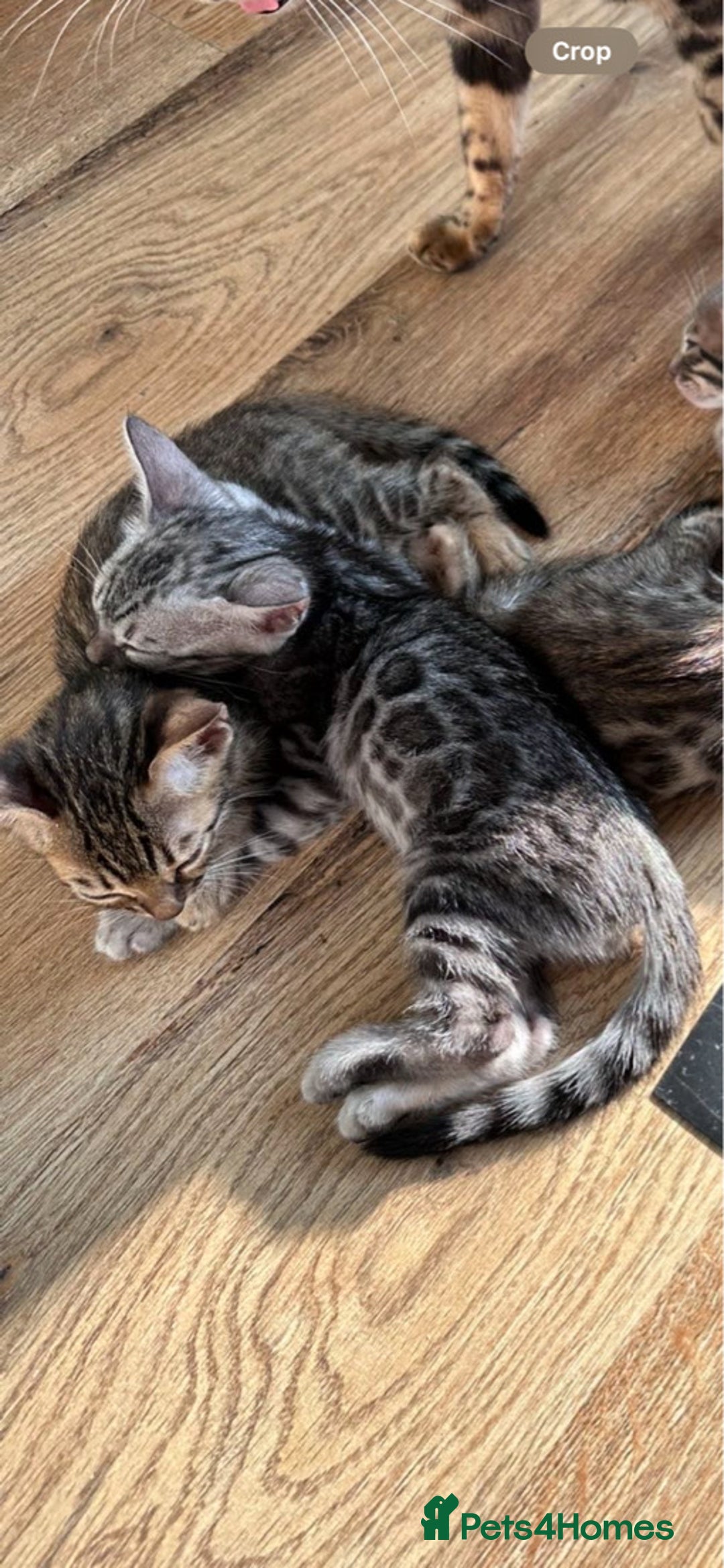 Bengal cats for sale: Pure breed bengals  - Image 9