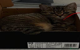 Scottish Fold cats for sale: Scottish fold tabby  - Image 3