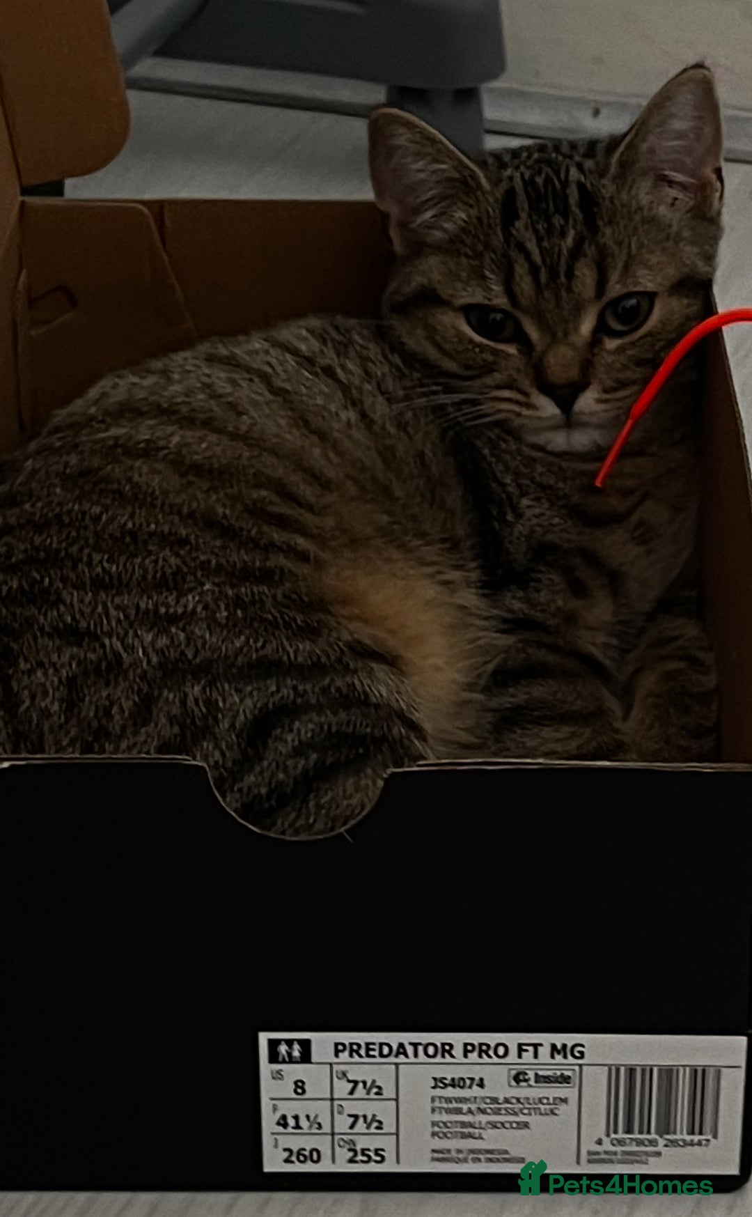 Scottish Fold cats for sale: Scottish fold tabby  - Image 3