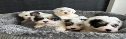 Biewer Terrier dogs for sale: Beautiful biewer terrier puppies 💙🩷 - Advert 8